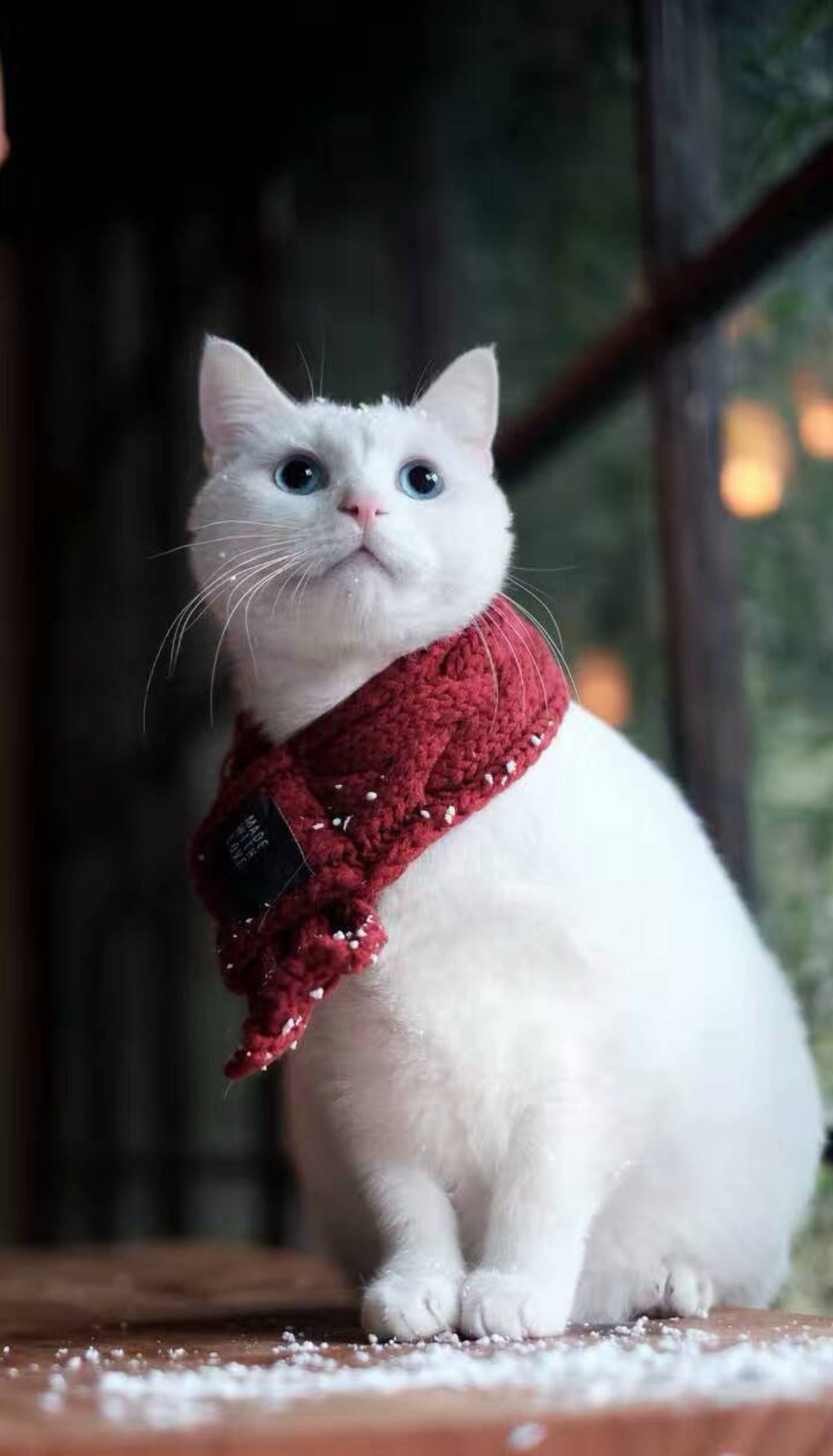 Écharpe Chaude et Épaisse pour Chiens - Écharpe Mignonne pour Animaux de Compagnie MontroPet