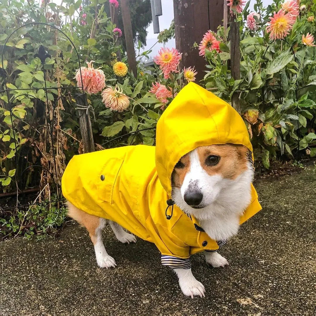 Imperméable Rembourré Rétro pour Chiens de la Marque Tide, Résistant au Vent MontroPet